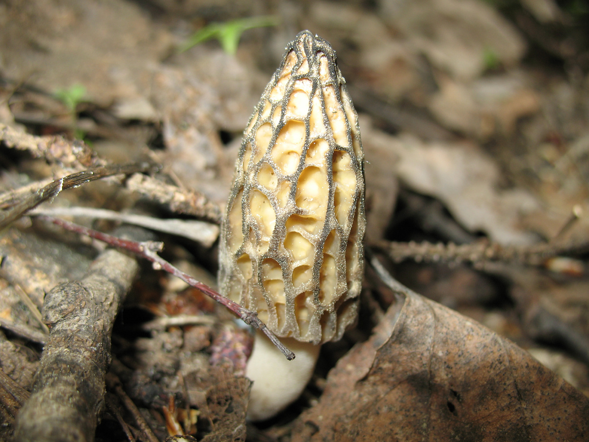 Фото Доктора Д. "Из раннего" - сморчок