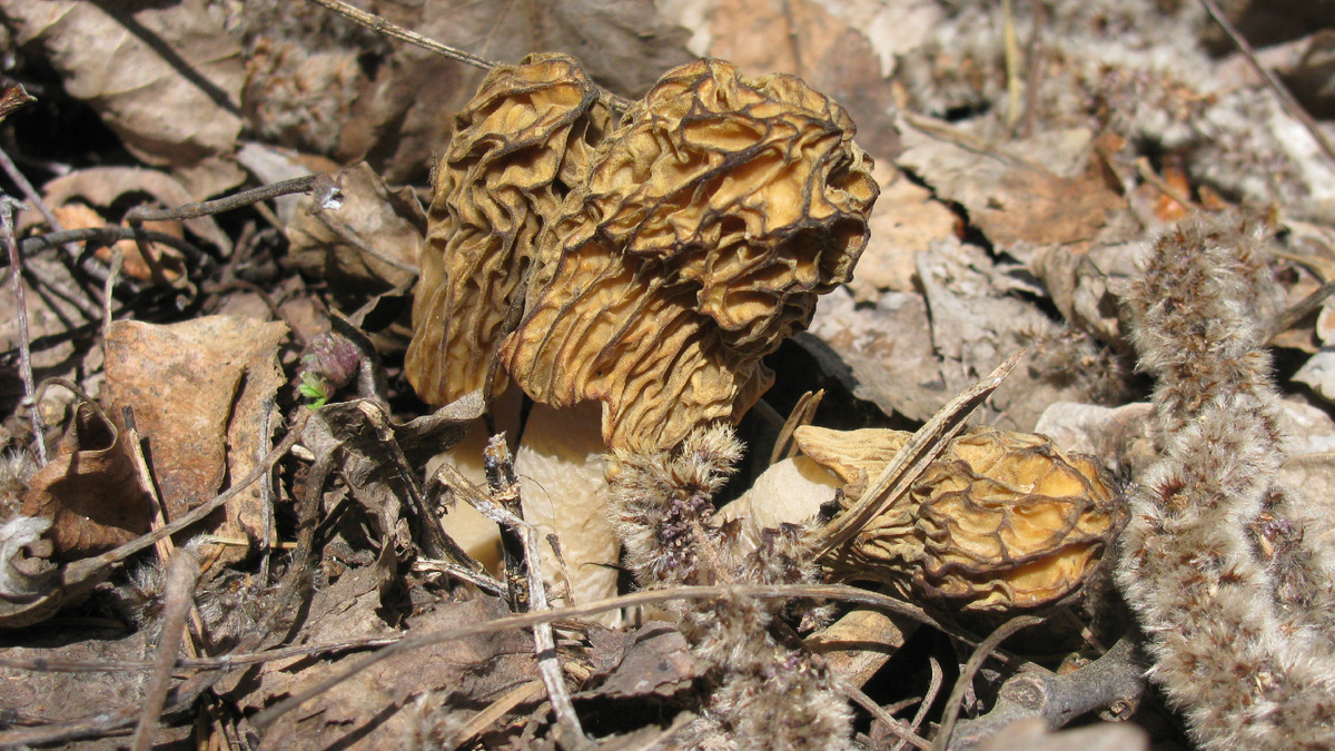 Фото Доктора Д. "Из раннего" - шапочки