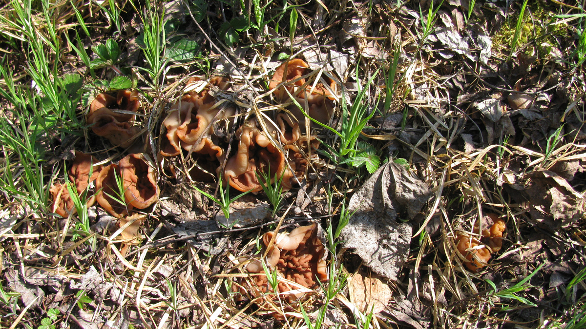 Фото Доктора Д. "Из раннего" - дисцина