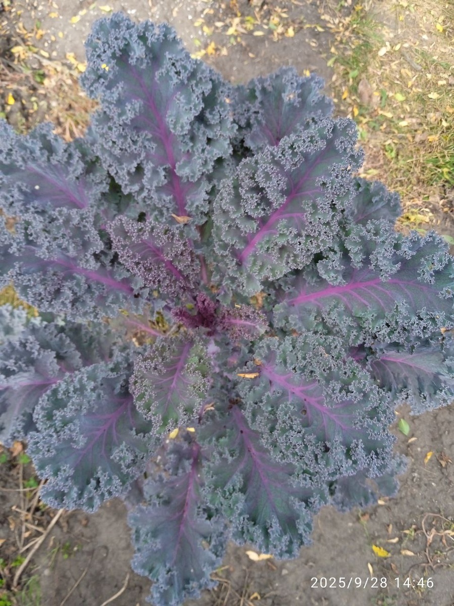    Диковинный  цветок-украшение  сада  и  огорода