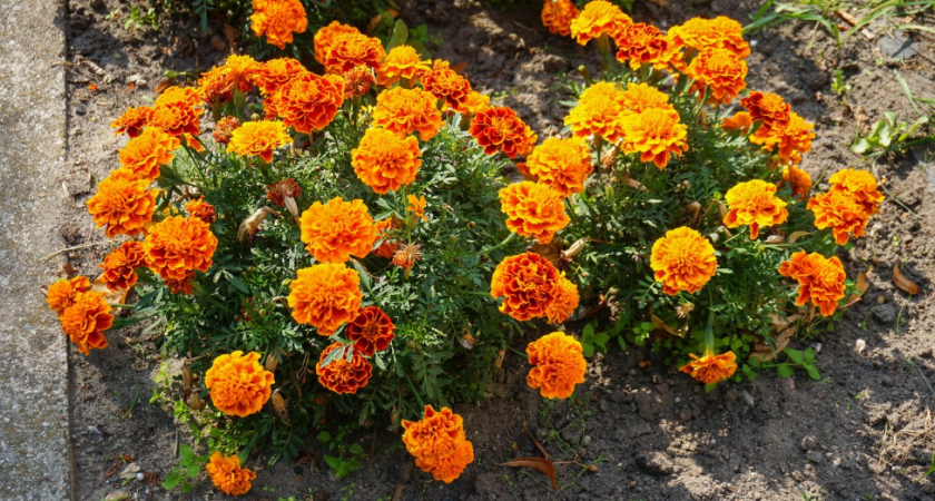    фото freepik.com