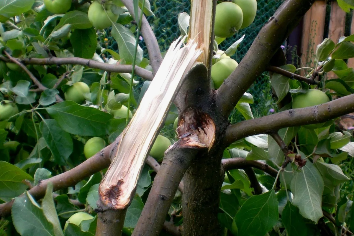 Источник фото: organicschool.ru