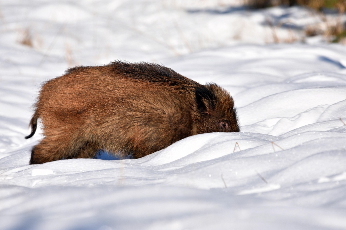    Фото с сайта pixabay.com