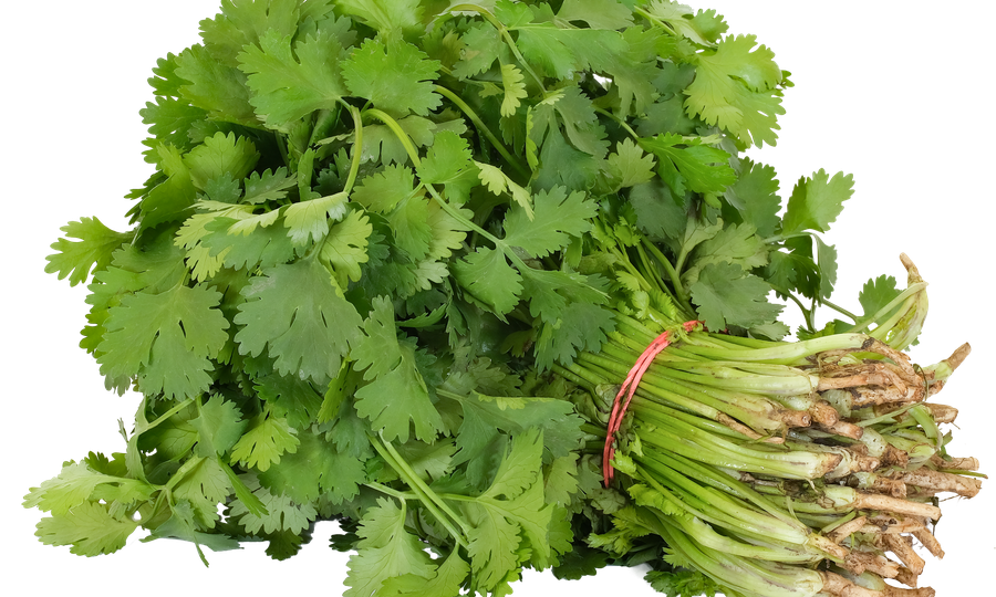 Кинза: деликатес или мыло? Генетический тест на «голубую кровь» у вас на тарелке