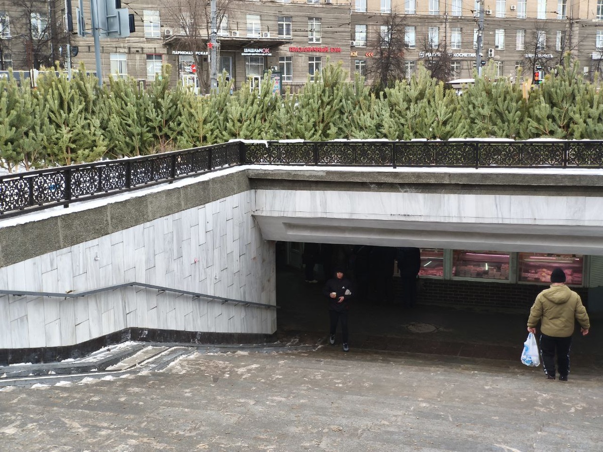 Деревьев хватит на всех. Фото Дмитрия Куткина