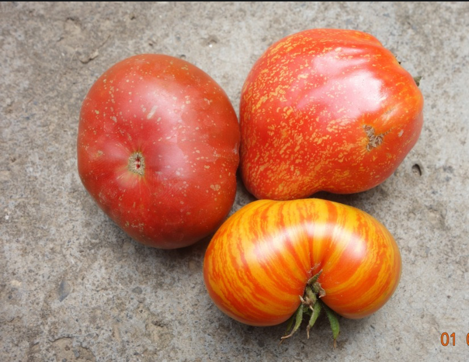 Ночи Найроби, Бычье сердце малиновое  и гном Крапчатое сердце. 