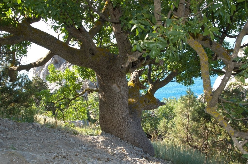 Задумчиво свисает с обрыва