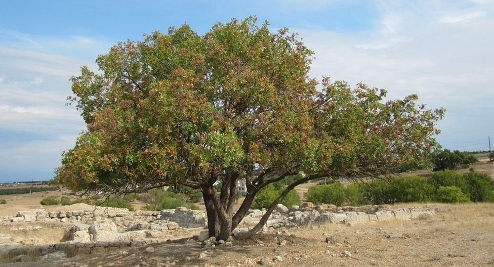Фисташка туполистная: дерево возрастом 900 лет, которое оценили в 860 рублей