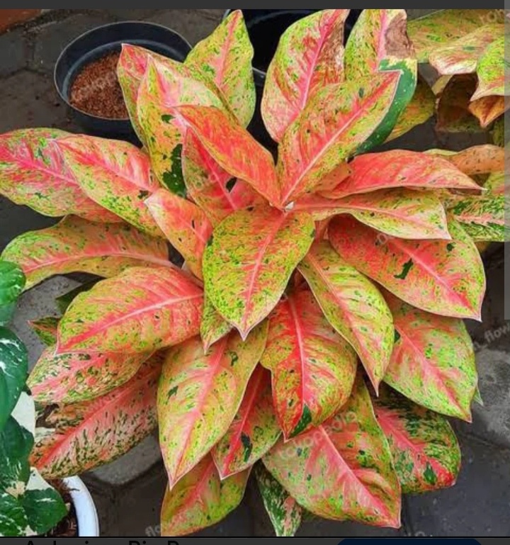 Фото с интернета. Аглаонема Биг Рой.