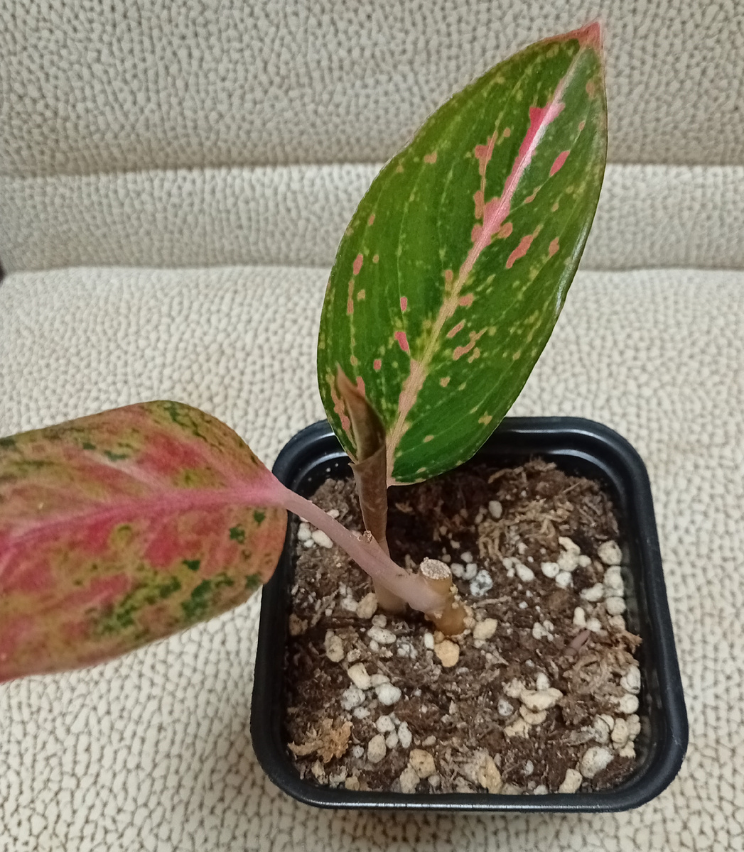 Пошёл новый рост