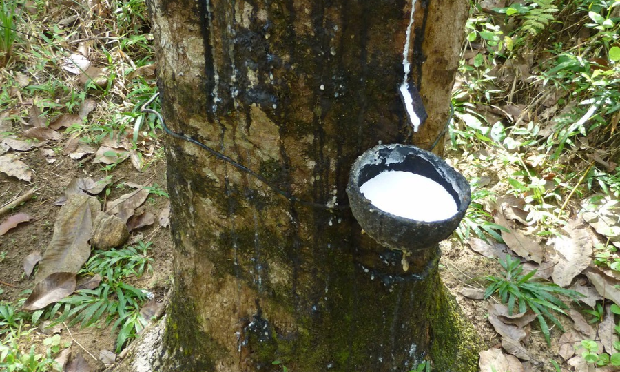 Молочное дерево: единственный родственник фикуса, которого можно доить