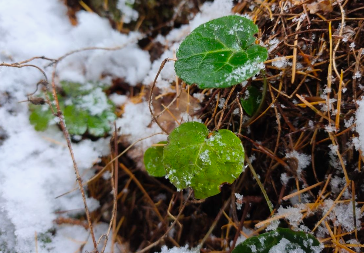 Источник фото: zapovedamur.ru