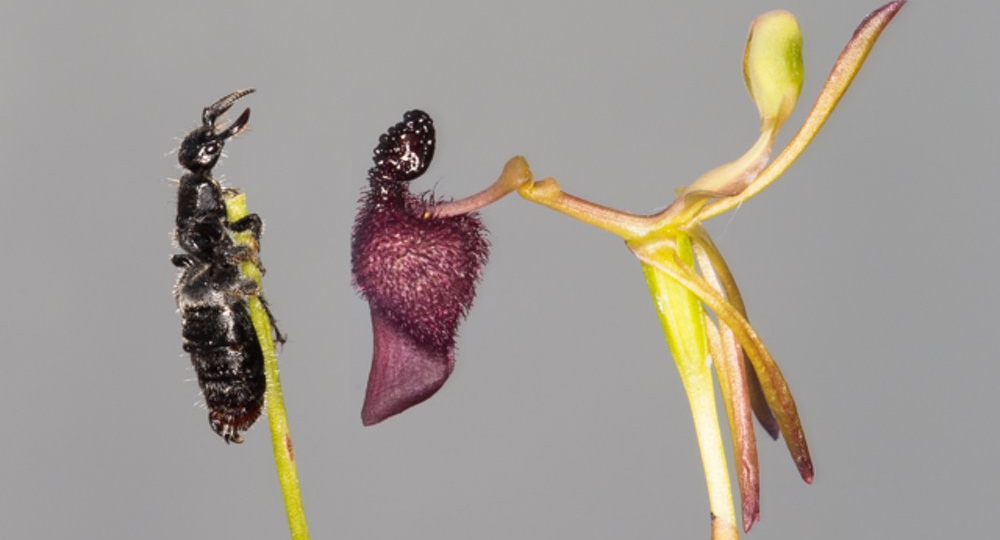 Секс, наркотики и маскировка: три способа орхидей обмануть насекомых
