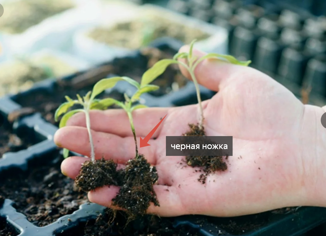 Обработка корневой шейки рассады раствором железного купороса поможет сохранить рассаду.