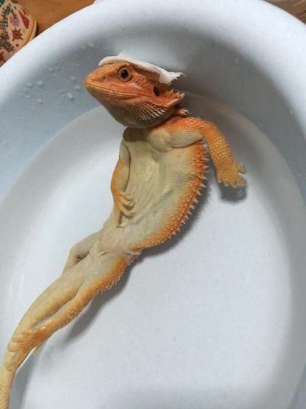 Просто довольная агама (Яндекс картинки)