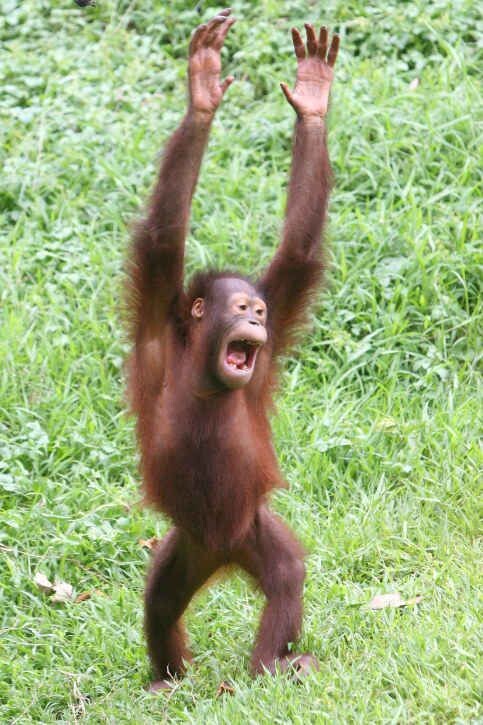 Эти приматы очень похожи на нас (яндекс картинки)