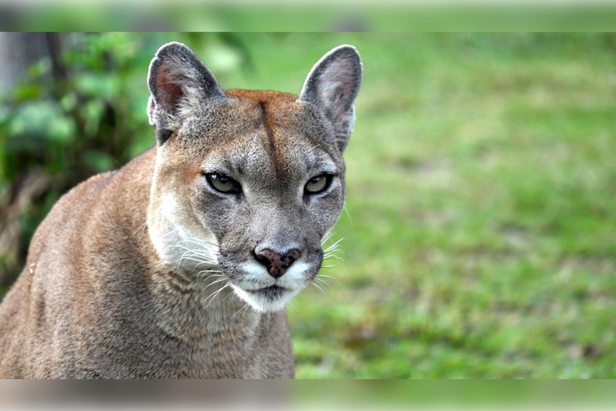 Фото с сайта: https://runews24.ru/incidents/03/09/2024/v-naczparke-ssha-puma-atakovala-malenkogo-rebenka