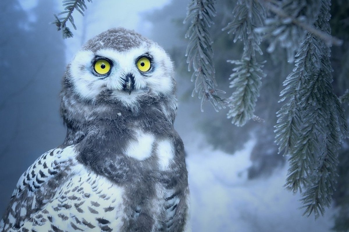 Фото с сайта: https://www.mk.ru/social/2020/06/11/v-seti-obsuzhdayut-opticheskuyu-illyuziyu-s-nevidimoy-sovoy.html