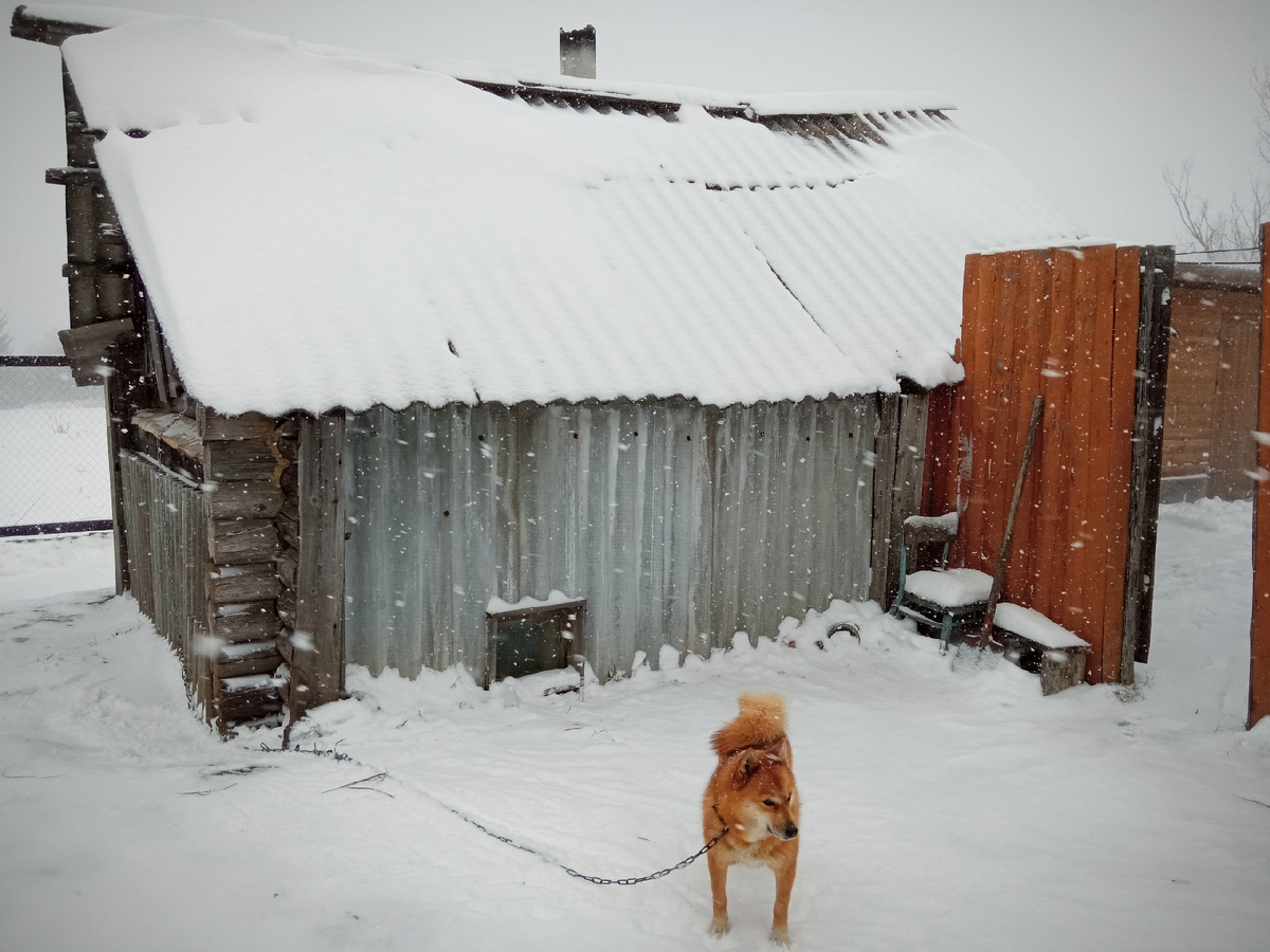 Чесслово – это не собачья будка, это наша баня))) 