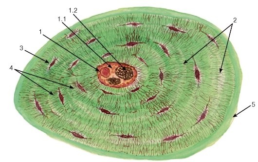 Препарат пластинчатой костной ткани — поперечный срез диафиза трубчатой кости, окрашенный по методу Шморля