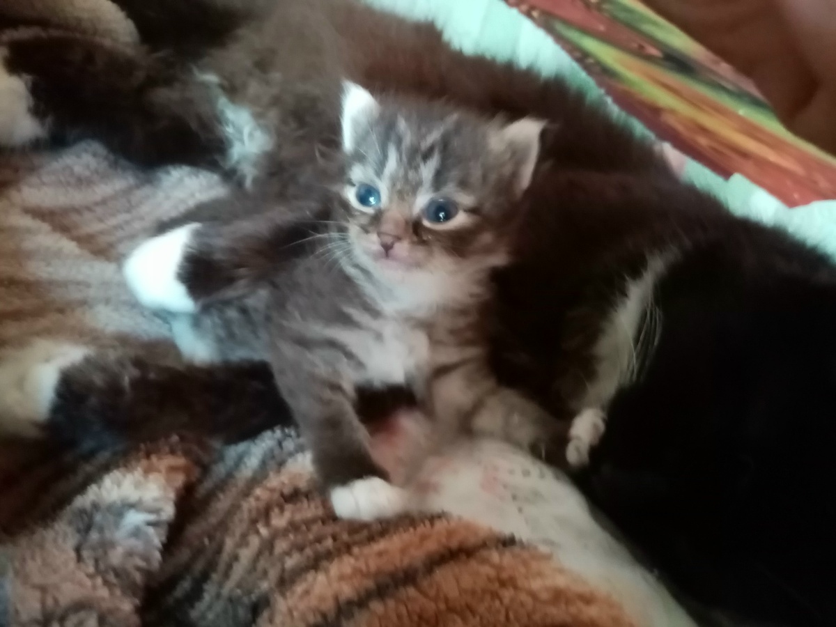 БУЛОЧКА Малышка 27.июля 2021г. 