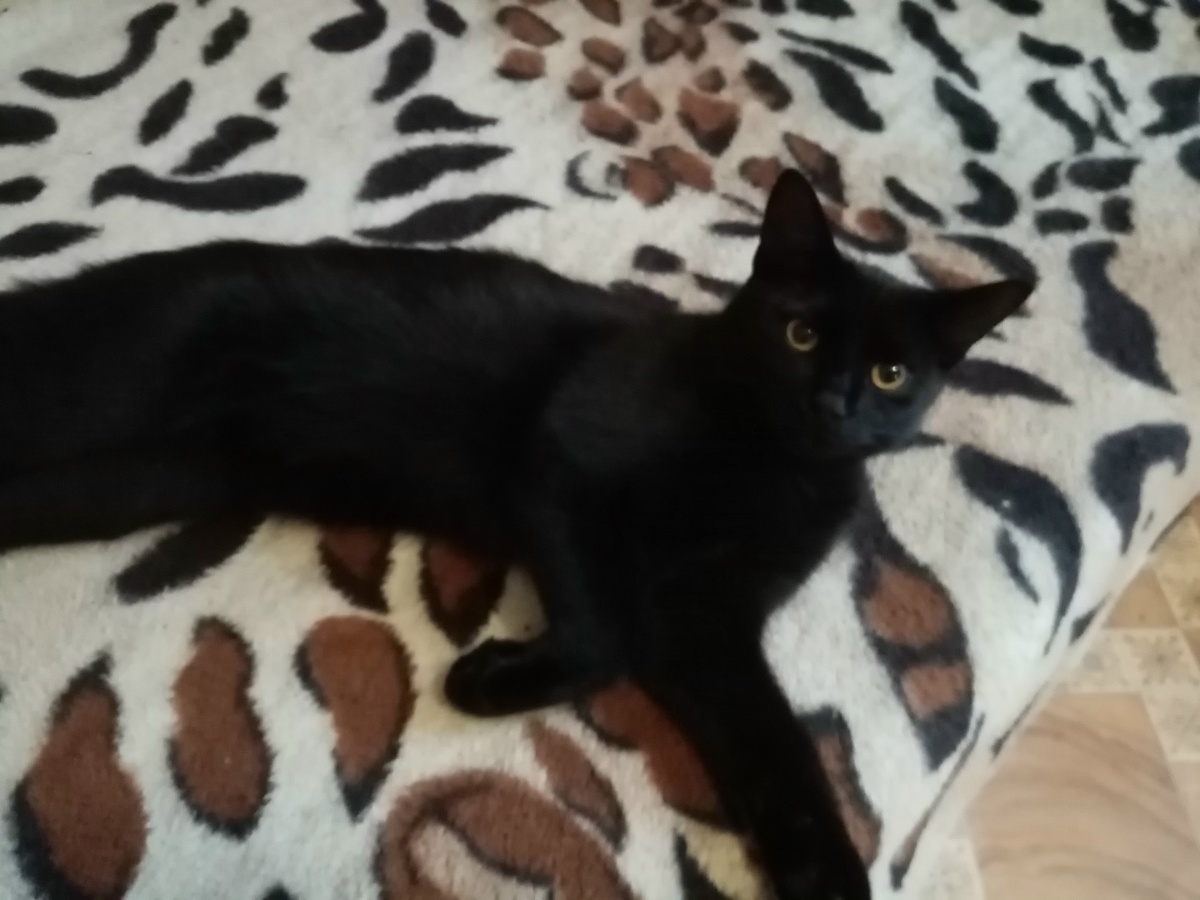 ЛОРД на Кровати  28.апреля 2021г.