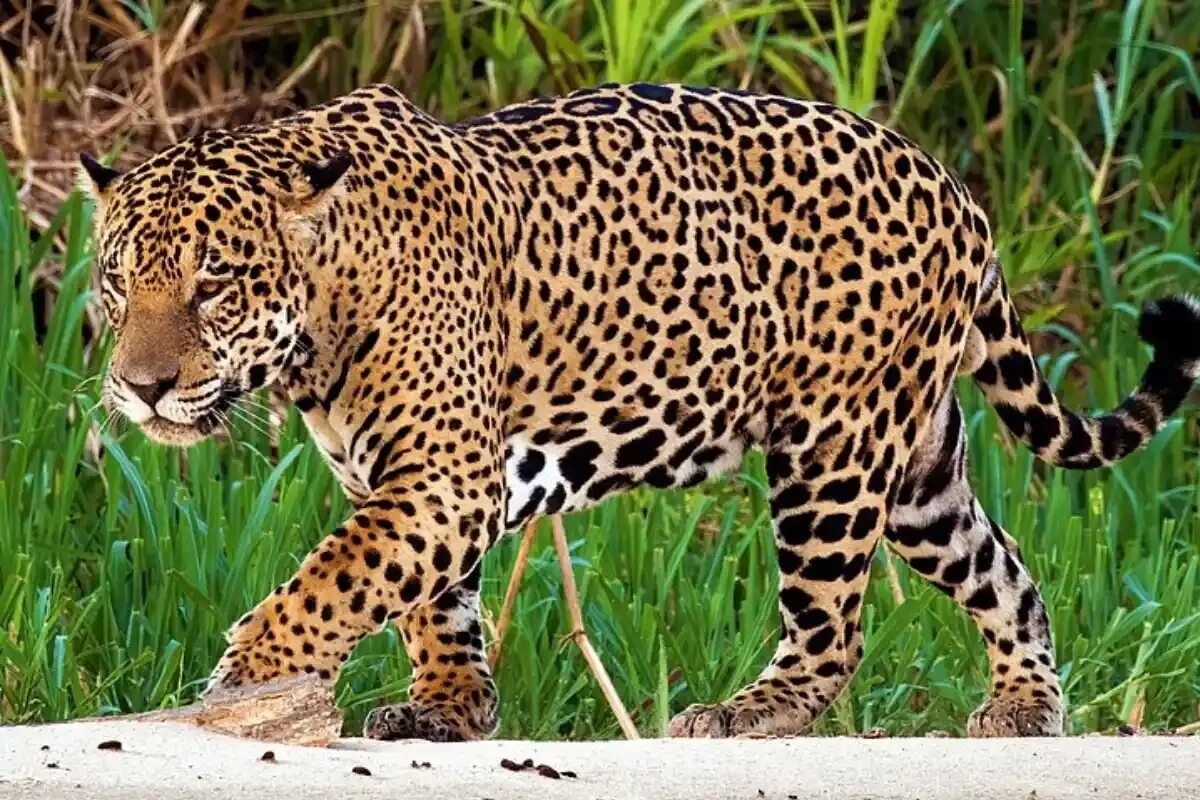 Фото с сайта: https://eurokat70.ru/istina-v-obektive/panthera-onca-peruvianus-peruanskiy-yaguar.php