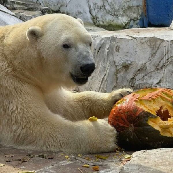    Фото:Зоосад «Приамурский» им. В.П. Сысоева
