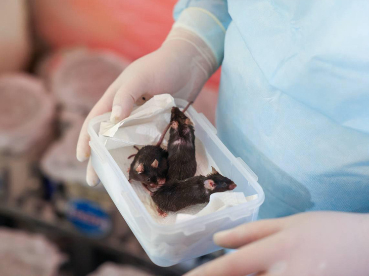 ВЕРНУВШИЕСЯ «КОСМОНАВТЫ». ФОТО: О.ВОЛОШИН. ИМБП РАН