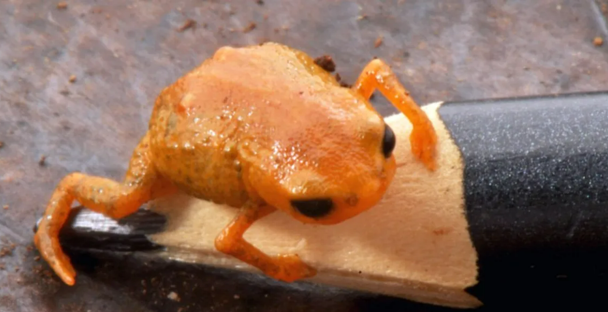     Фото: Luiz Fernando Ribeiro