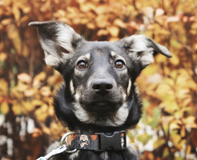 Луна. Мелкашка 12 кг. идти ей некуда