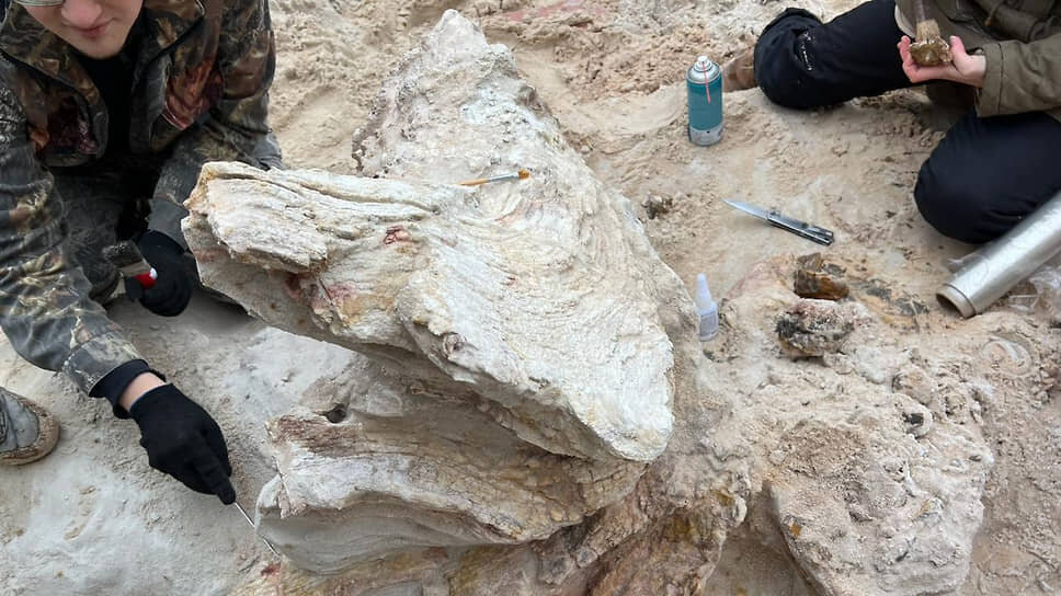 Раскопки на месте обнаружения объекта, похожего на один из древнейших пней на Земле.📷Фото: Из личного архива Дмитрия Григорьева