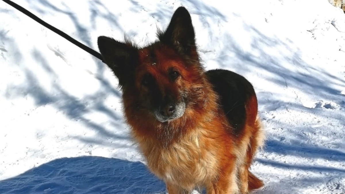    В Когалыме верная служебная собака ищет дом