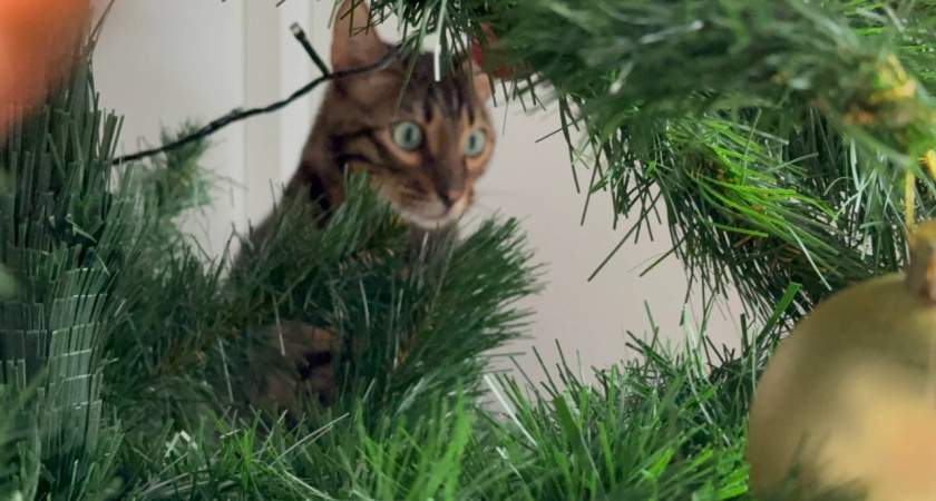   Фото: Первый городской канал Калининград