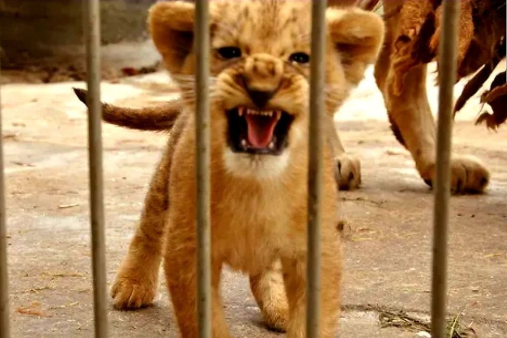    Администрация Васильевского муниципального округа