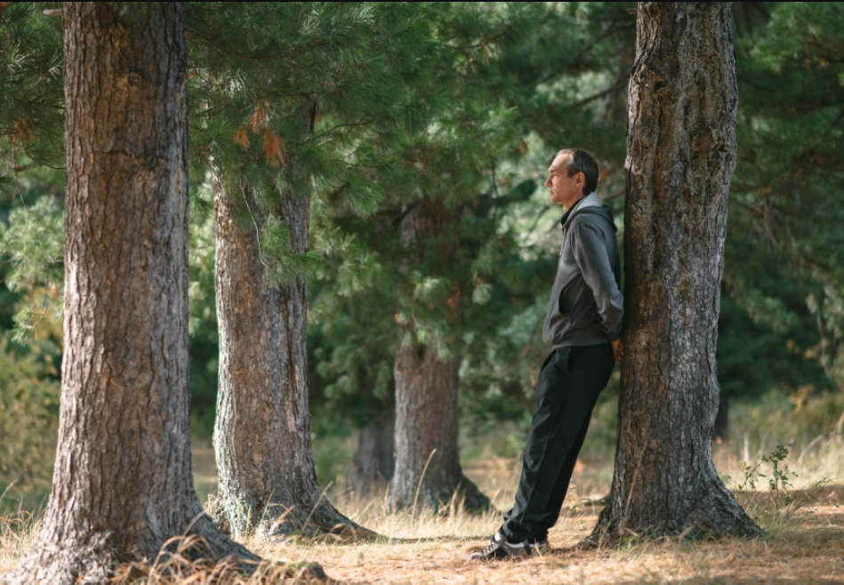 Ассоциативная картинка к слову Cedar