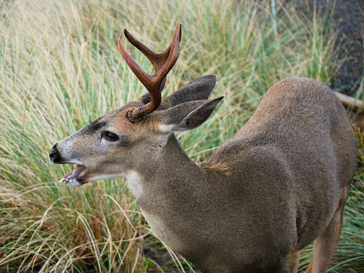 В том же Йеллоустоне численность оленей выросла с 4 000 до 19 000 особей! Без волков высота молодых осин не превышала 50 см — их съедали моментально. К 2010 году, после возвращения серых санитаров, средняя высота осин приблизилась к 3–4 метрам. Фотография: GD Taber, CC BY-NC-ND 2.0