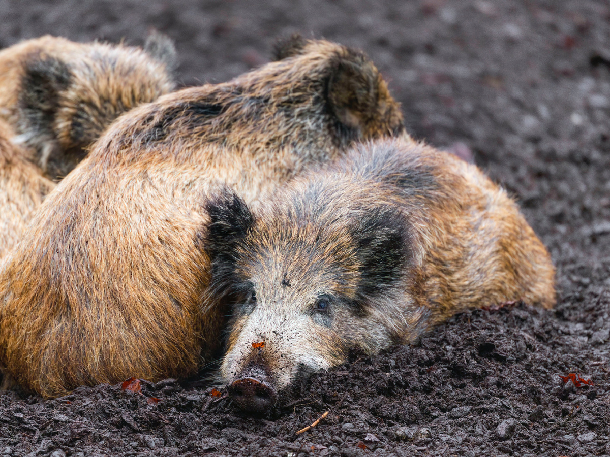 Фотография: SiberianJay, CC BY 4.0