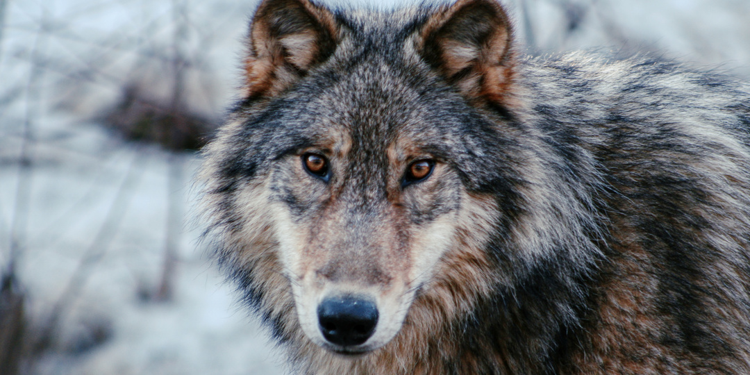 Что на самом деле произойдет, если охотники истребят всех волков