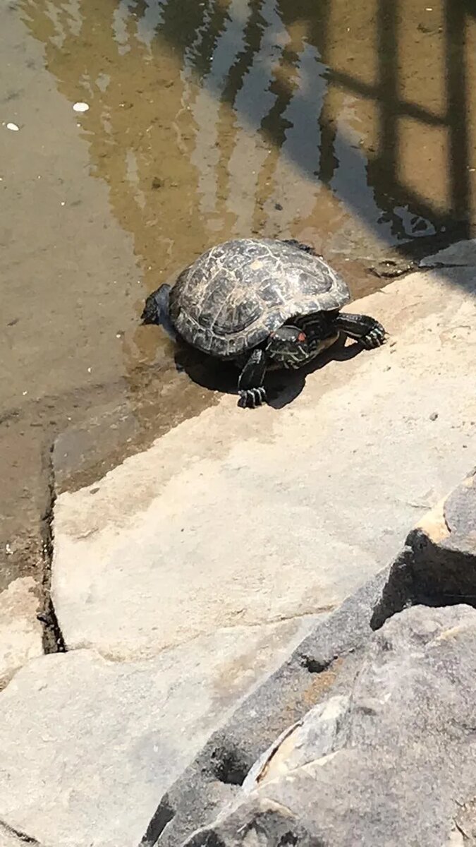 Тортила, Лида, героиня этого рассказа