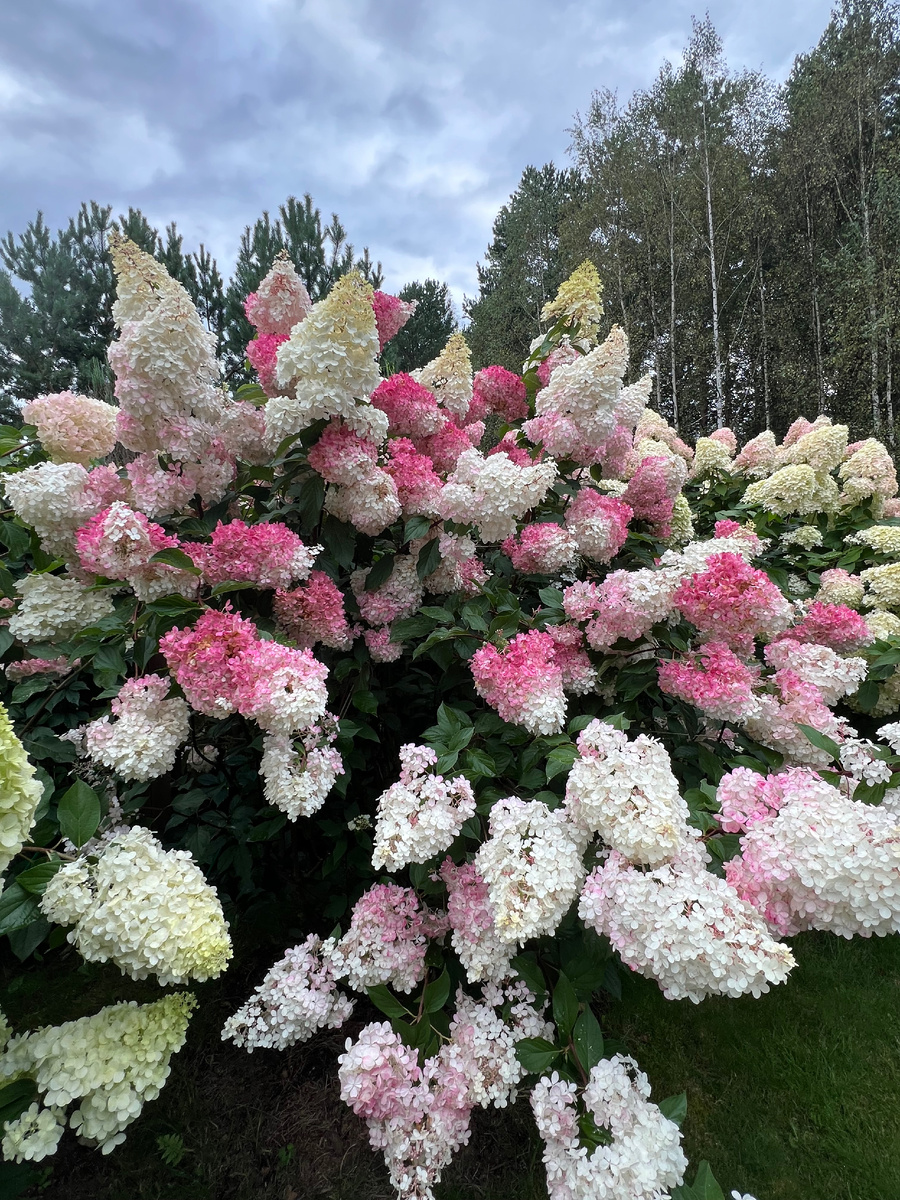 Ванила Фрейз