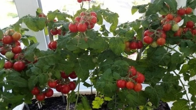 Разница в созревании при капельном поливе - на две недели раньше