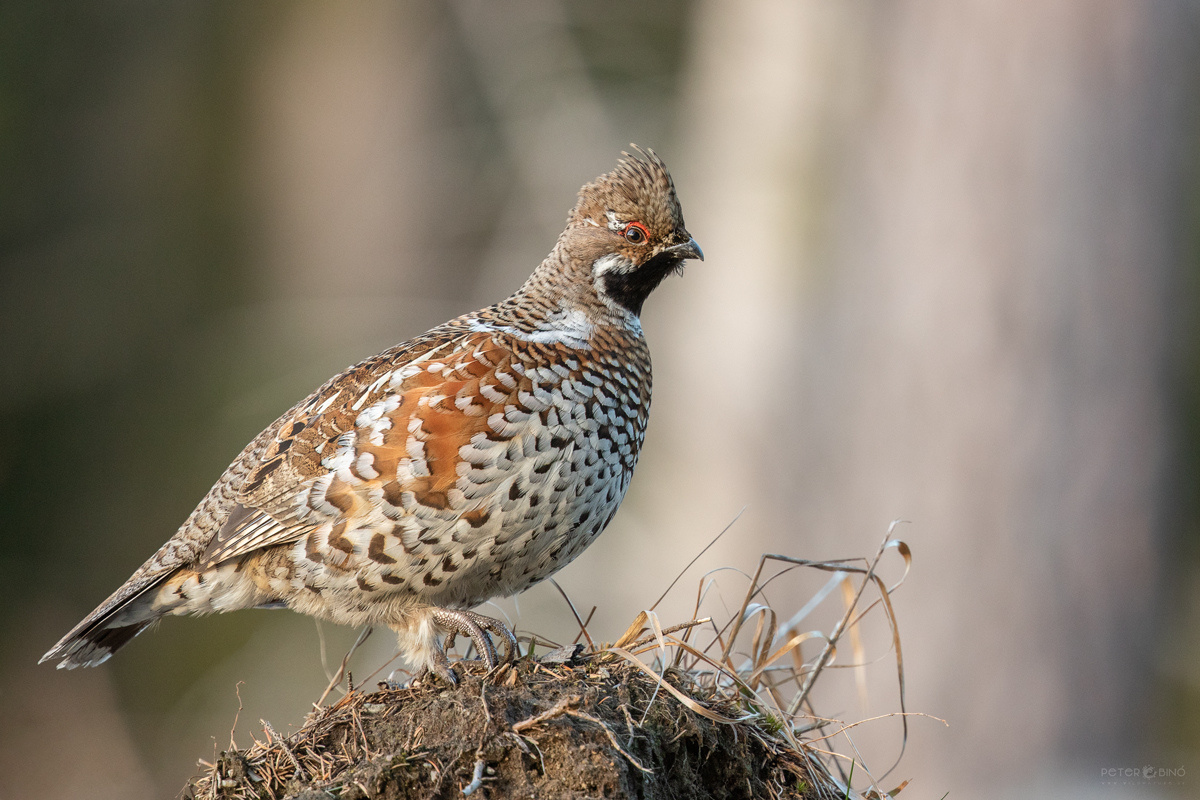 Фото с сайта: https://www.ephoto.sk/fotogaleria/hodnotit-fotografiu/651976/kohutik/?a=