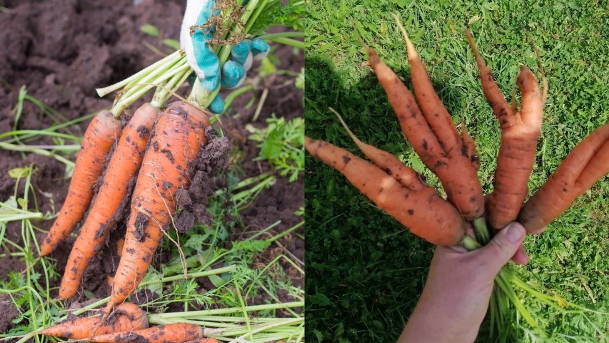 Разница между случайными сортами и проверенными временем гибридами