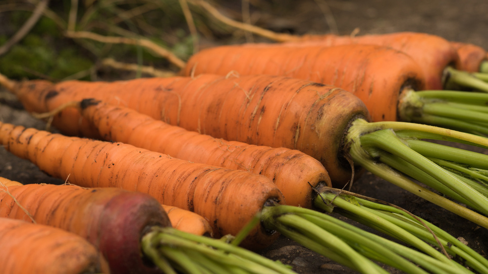 Проверенный сорт дает стабильно ровные корнеплоды без отбраковки