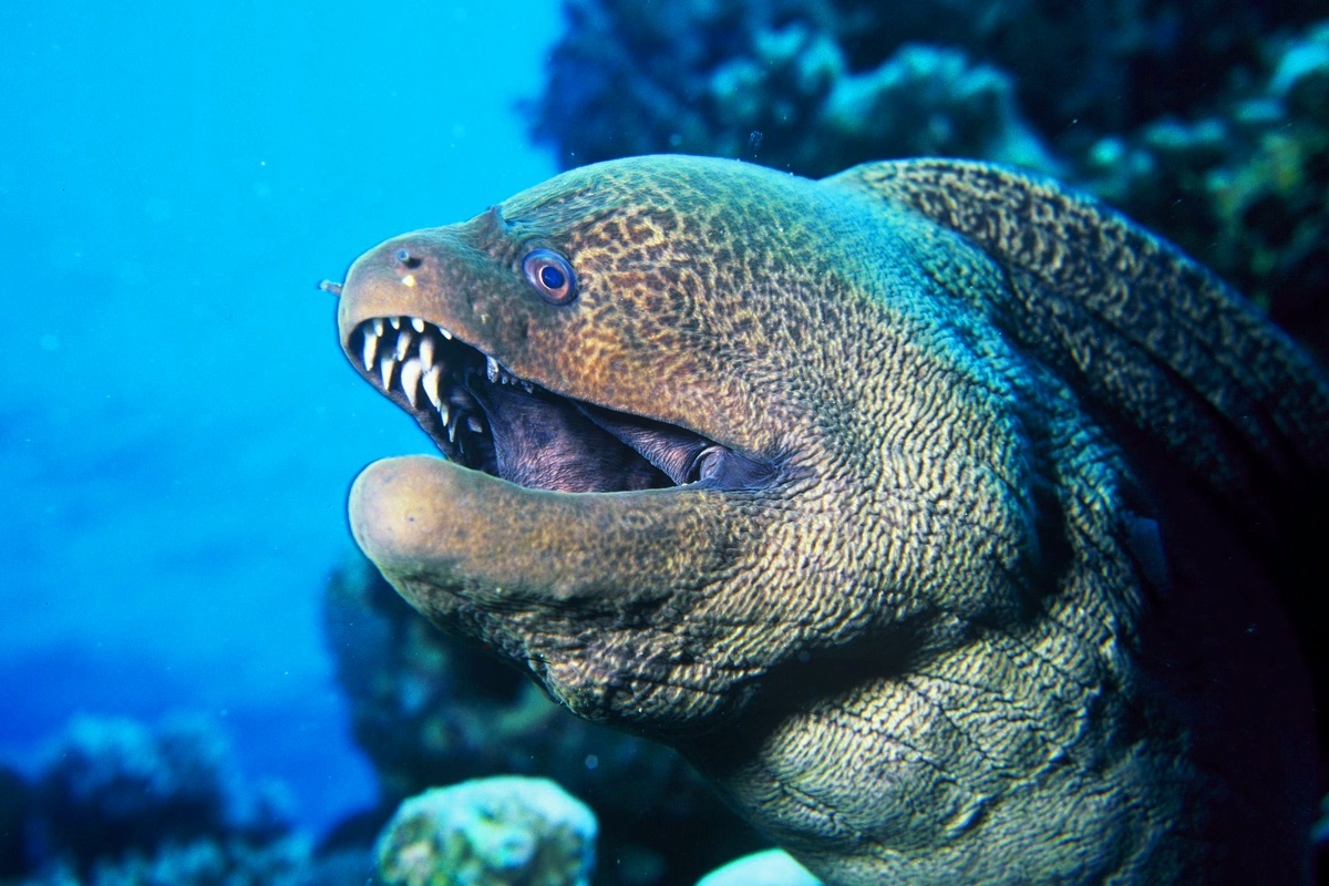 Фото с сайта: https://hanedanlukum.ru/opasnye-obitateli-okeanov