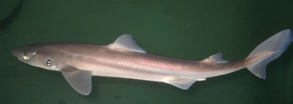 Малая колючая акула.