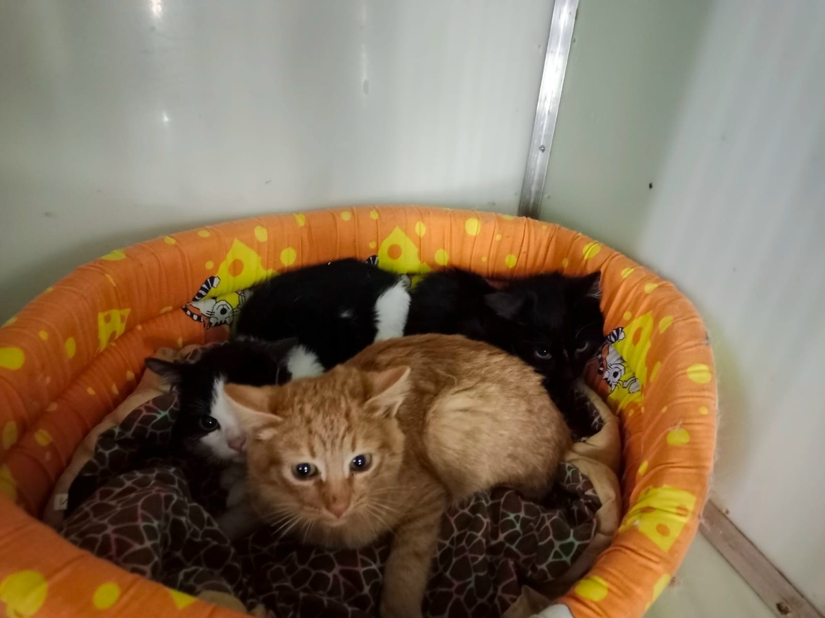 Эфриса с рыжим братиком Эфри и чёрно-белой сестрёнкой Ирсой.