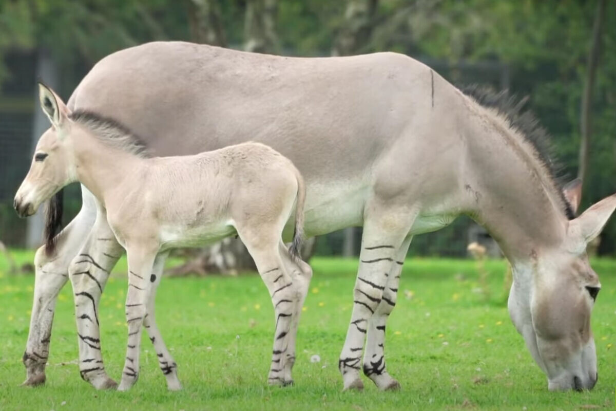 Фото с сайта: https://lionarts.ru/gallery/dikij-osyol
