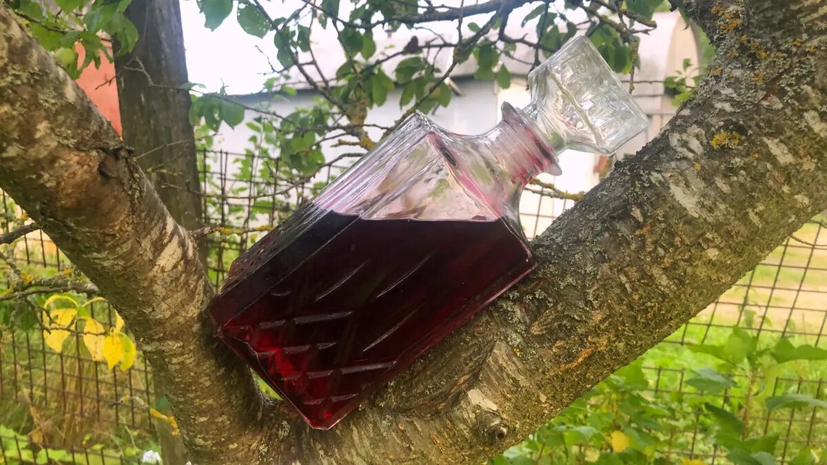 Настойка из вишни
